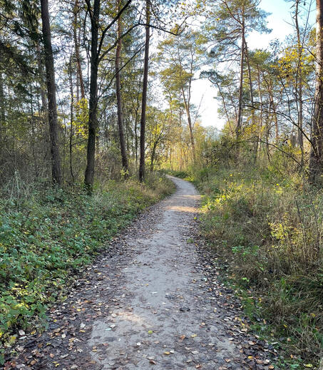 Walking- / Waldlauf-Treff
